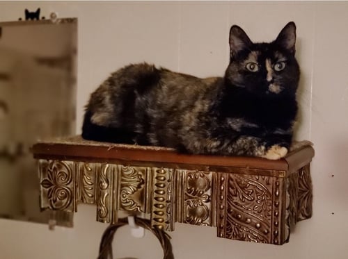 ADELE ~BONDED WITH HALLE BERRY~ SHOP CATS - Tortoiseshell / Domestic Short Hair available for adoption