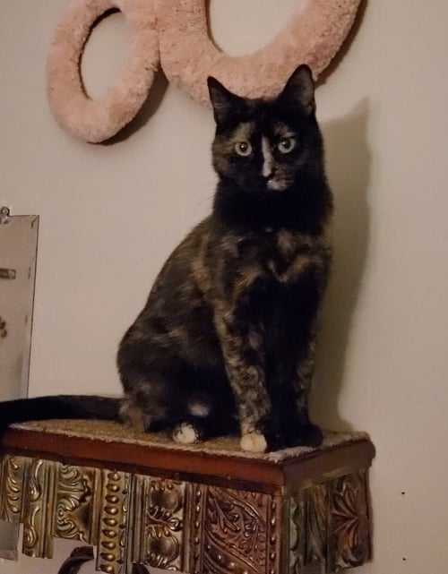 ADELE ~BONDED WITH HALLE BERRY~ SHOP CATS - Tortoiseshell / Domestic Short Hair available for adoption