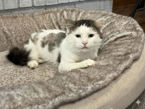 KERMIT ~ MEET AT CHUCK & DON'S-EP - Domestic Medium Hair available for adoption