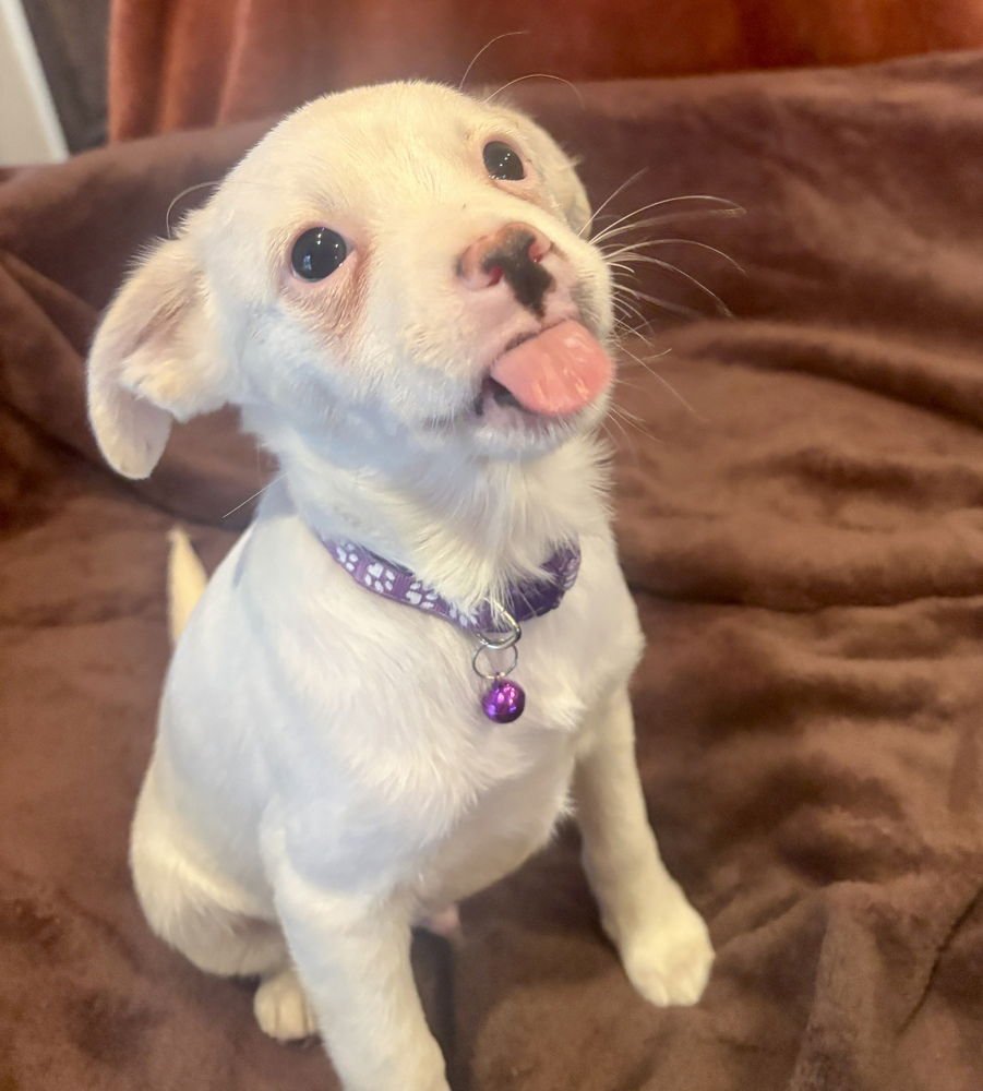 LUKE - Chihuahua / Terrier available for adoption