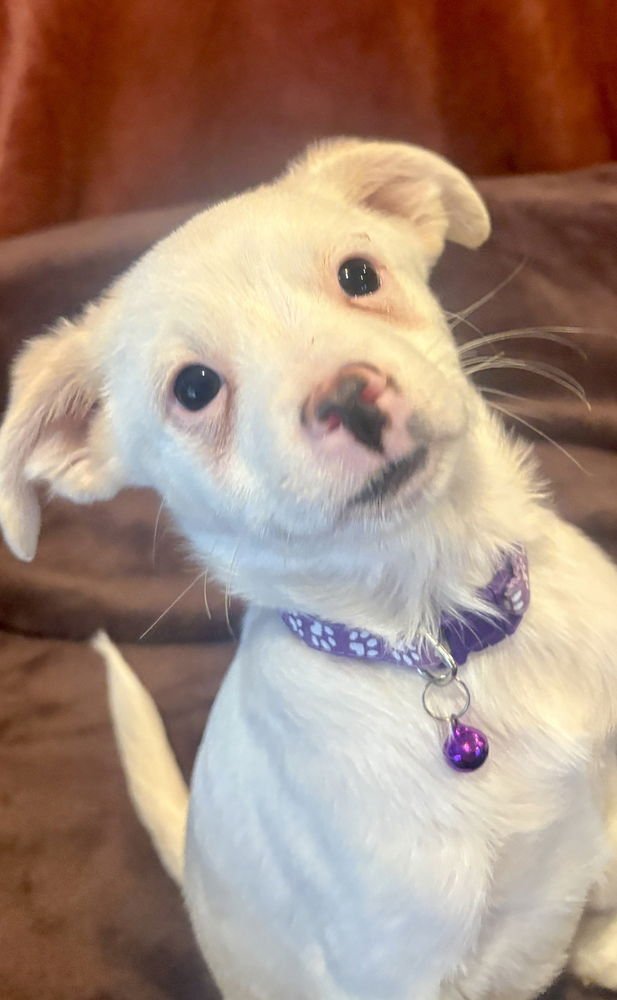 LUKE - Chihuahua / Terrier available for adoption