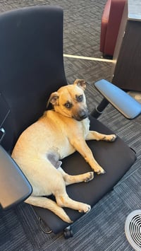 Scrappy - Photo 1