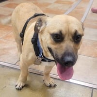 Scrappy - Photo 2