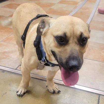 SCRAPPY - Terrier / Dachshund available for adoption