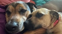 Scrappy - Photo 3