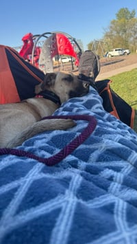 Scrappy - Photo 4