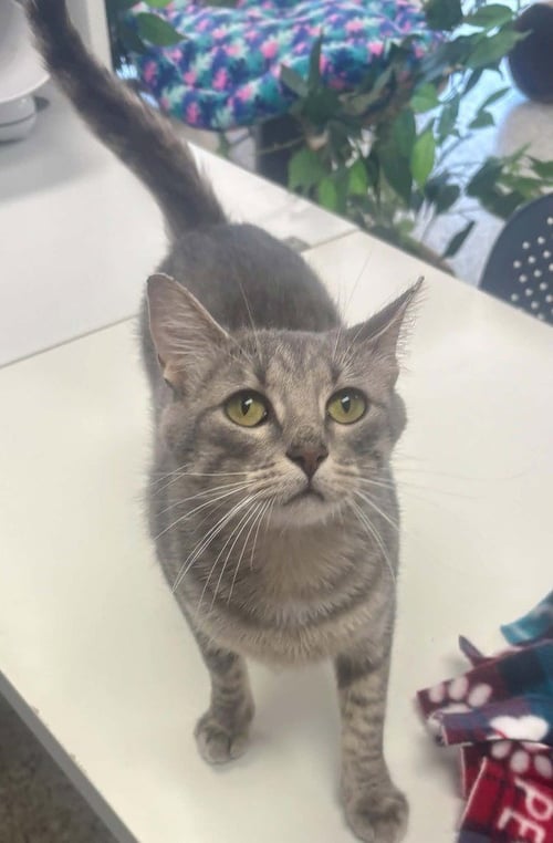 QUITO - Domestic Short Hair available for adoption