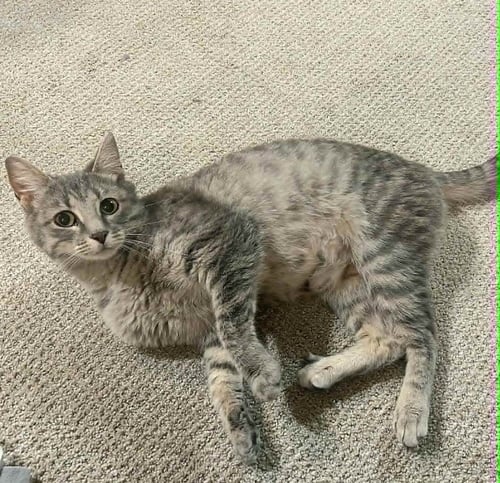 QUITO - Domestic Short Hair available for adoption