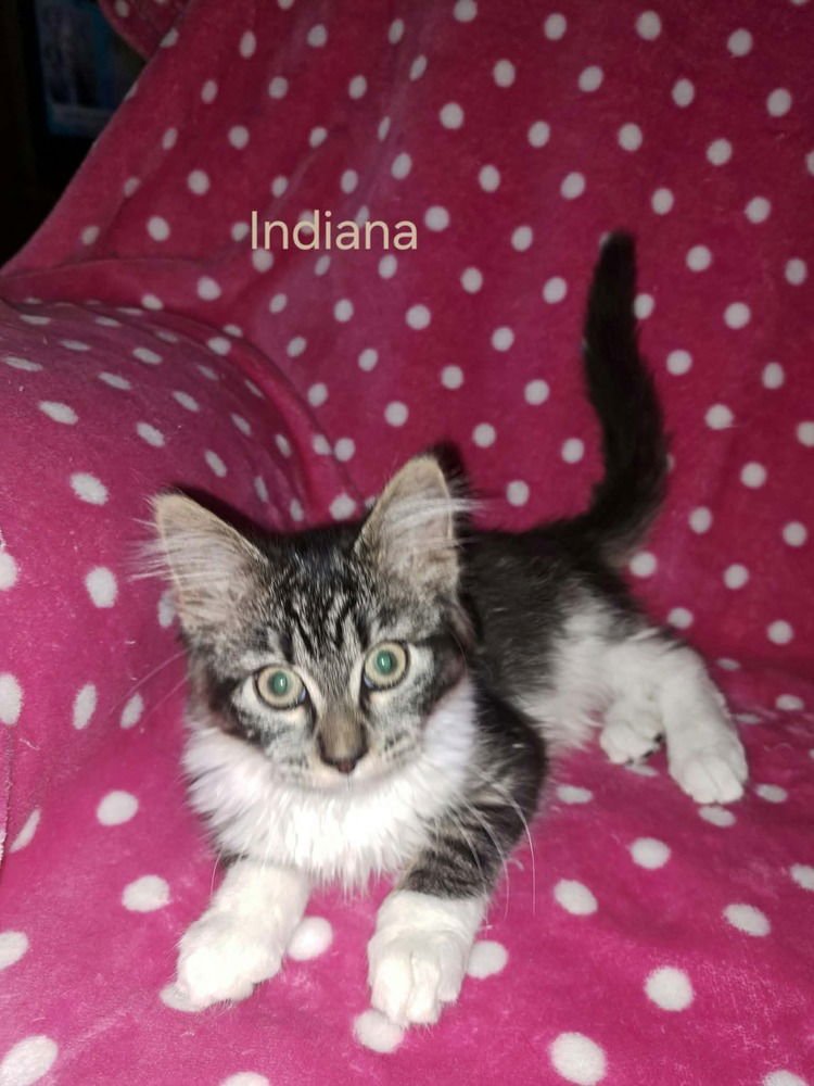 INDIANA - Domestic Long Hair / Domestic Short Hair available for adoption