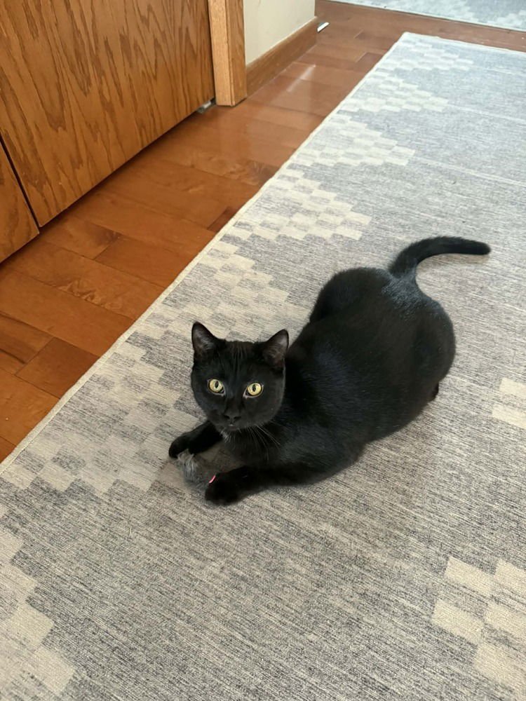 CHERYL - Domestic Short Hair available for adoption