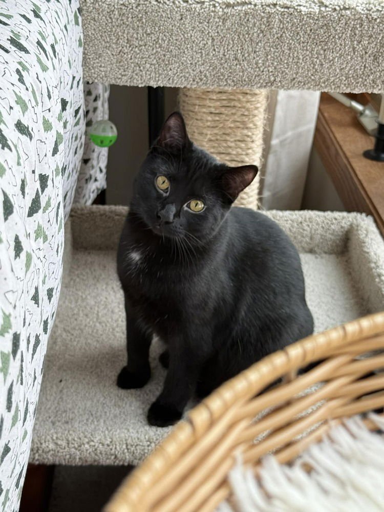 CHERYL - Domestic Short Hair available for adoption