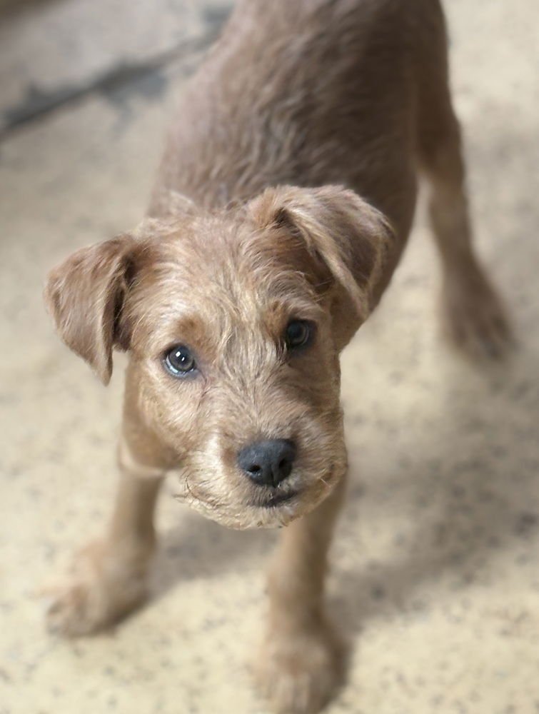 CHUBAKA - Terrier / Schnauzer available for adoption