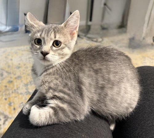 FLAPJACK - Domestic Short Hair available for adoption