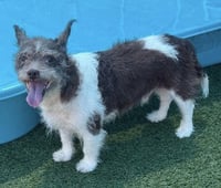 Russell~FOSTER or FOSTER TO ADOPT NEEDED~ - Photo 1
