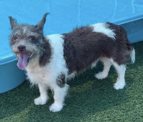 RUSSELL~FOSTER OR FOSTER TO ADOPT NEEDED~ - Cairn Terrier available for adoption