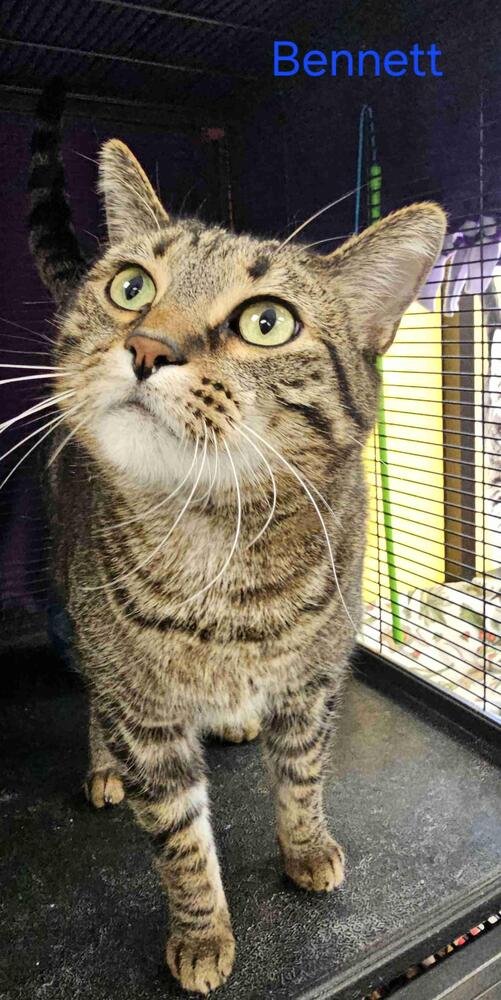 BENNETT - Domestic Short Hair / Domestic Short Hair available for adoption