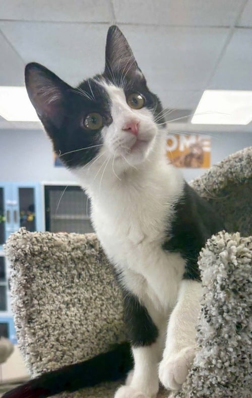 CHIQUITIN - Domestic Short Hair available for adoption