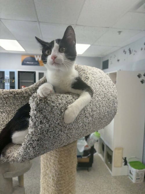 CHIQUITIN - Domestic Short Hair available for adoption