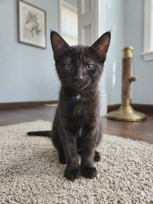 VELOUR - Domestic Short Hair available for adoption