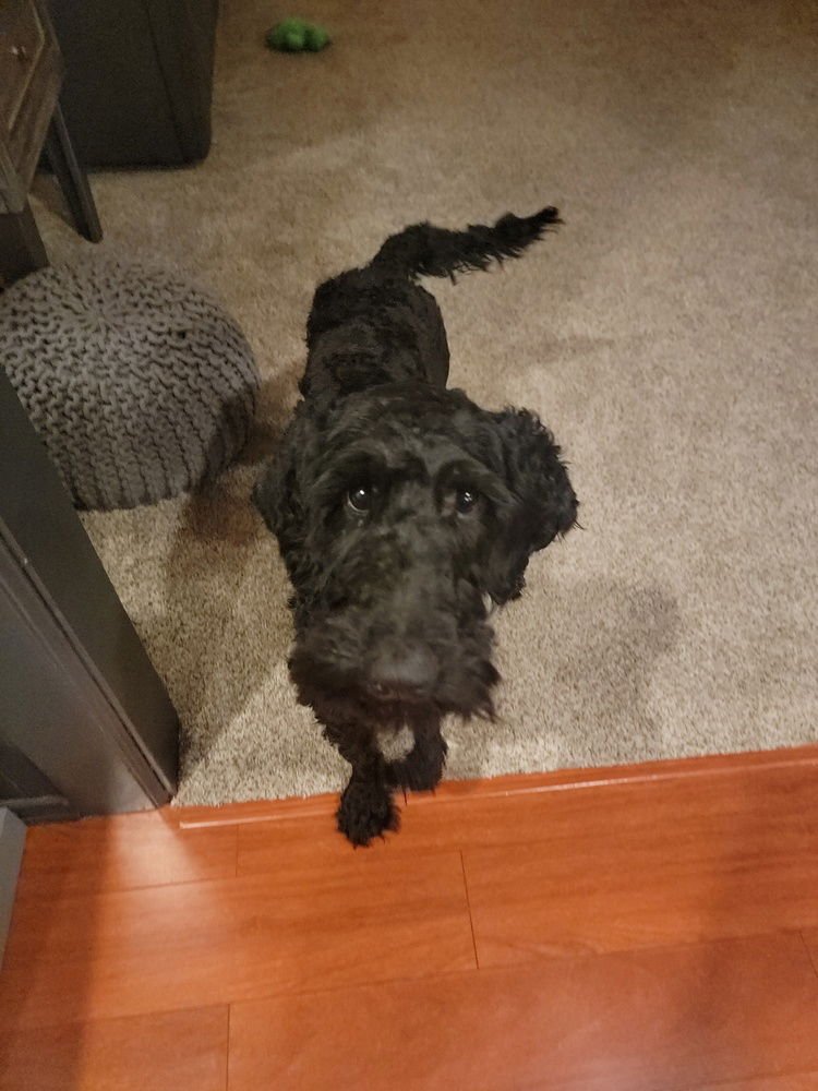 PARKER - Poodle (Standard) / Labrador Retriever available for adoption