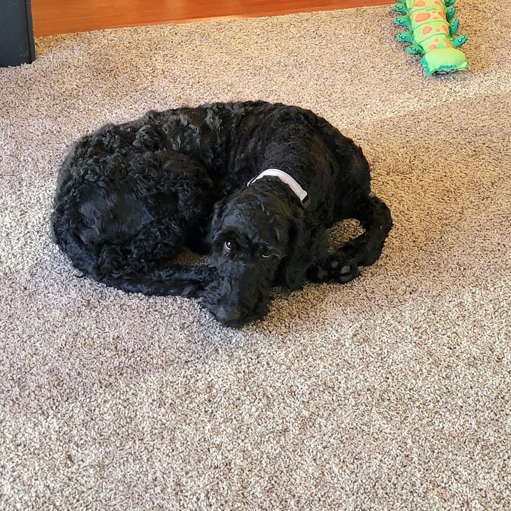 PARKER - Poodle (Standard) / Labrador Retriever available for adoption