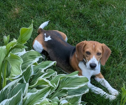WALDEN - Beagle available for adoption