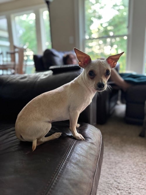 ANA - Chihuahua available for adoption