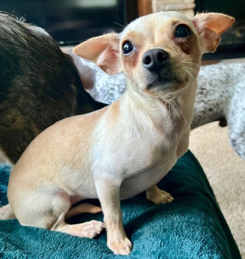 ANA - Chihuahua available for adoption