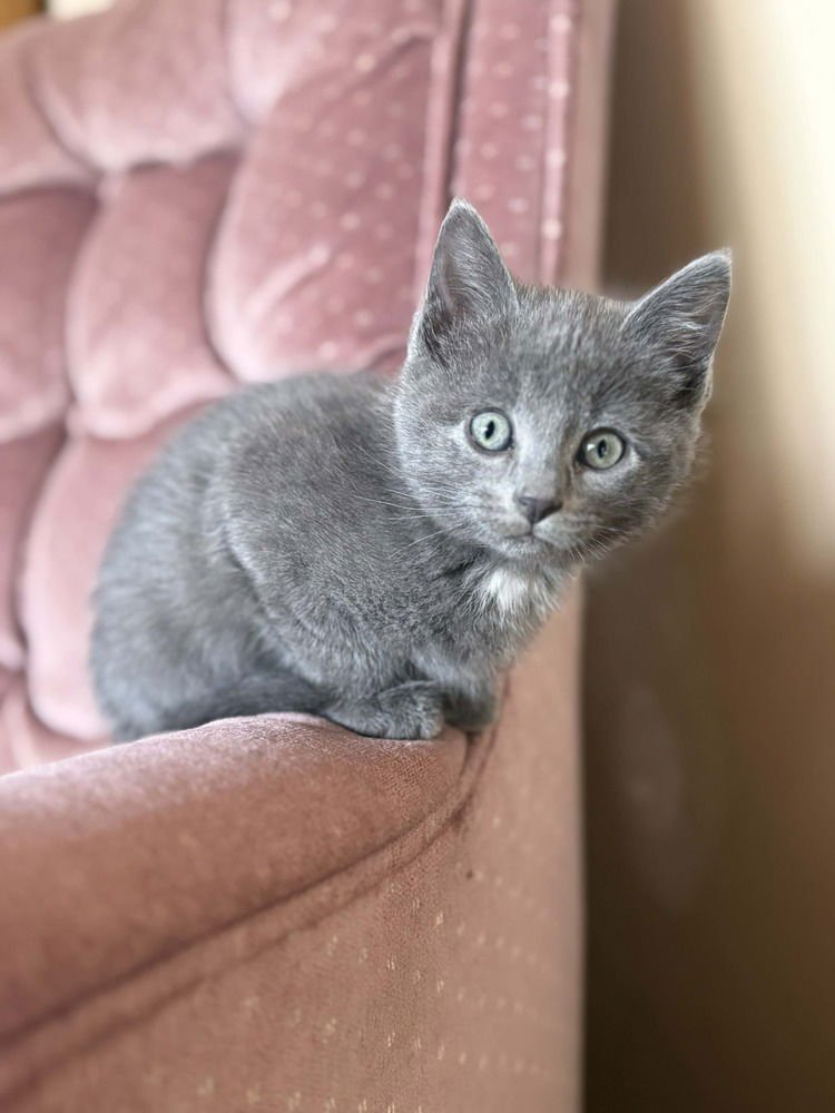 IZZIE" NO LONGER ACCEPTING APPLICATIONS - Domestic Short Hair available for adoption