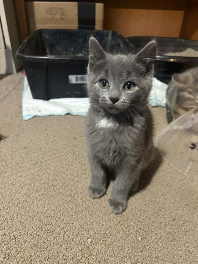 Izzie" No Longer Accepting Applications - Photo 3