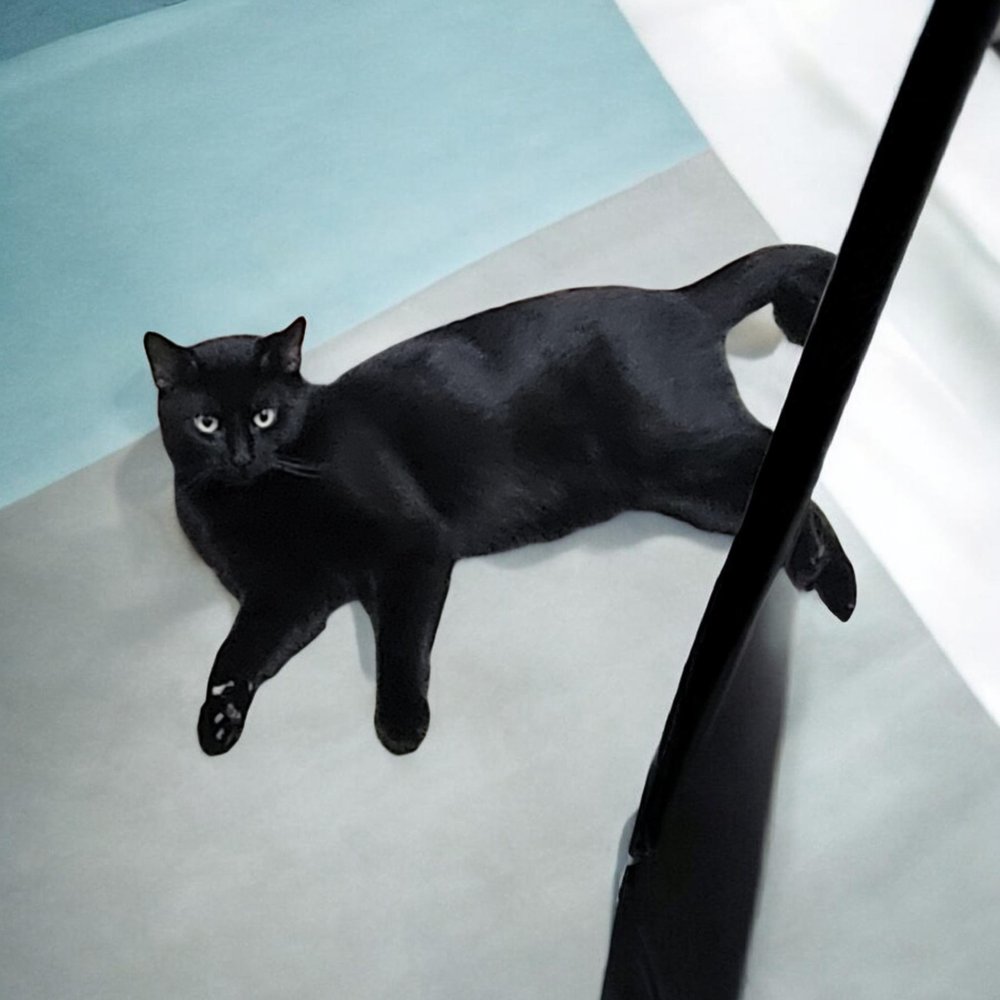 BIG - Domestic Short Hair available for adoption