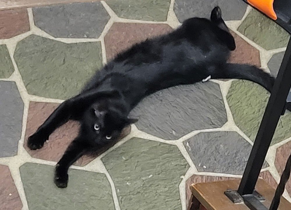 BIG - Domestic Short Hair available for adoption