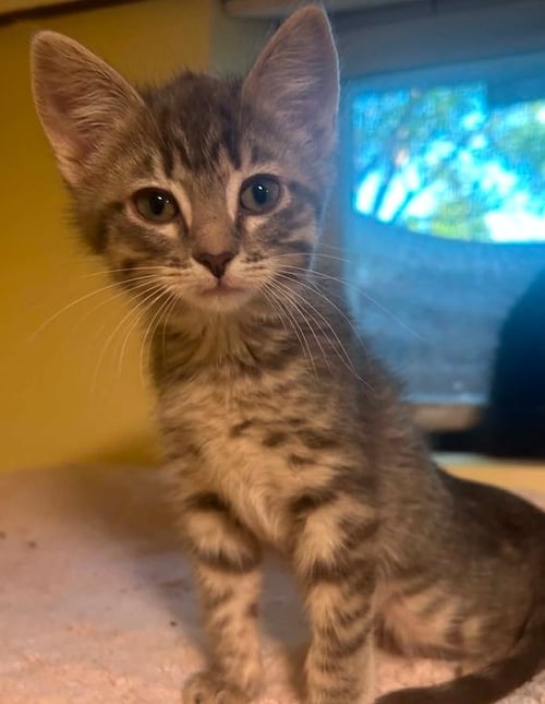 ELENA - Domestic Short Hair / Domestic Short Hair available for adoption