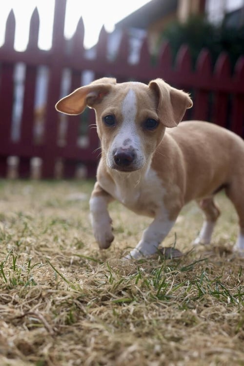 CHRIS - Chihuahua available for adoption