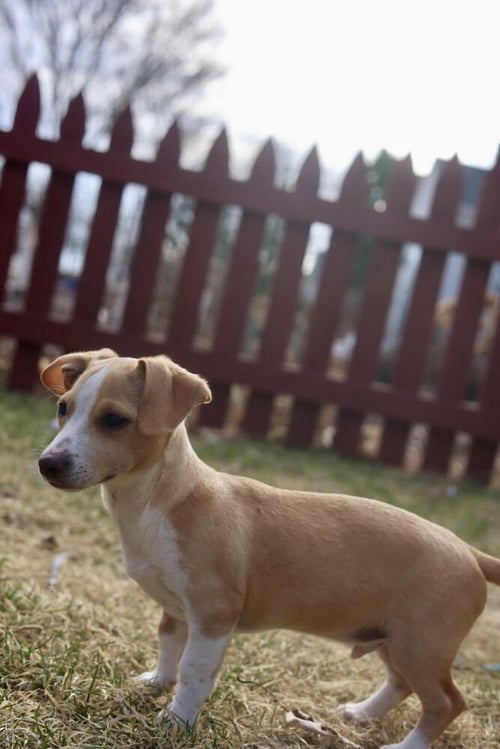 CHRIS - Chihuahua available for adoption