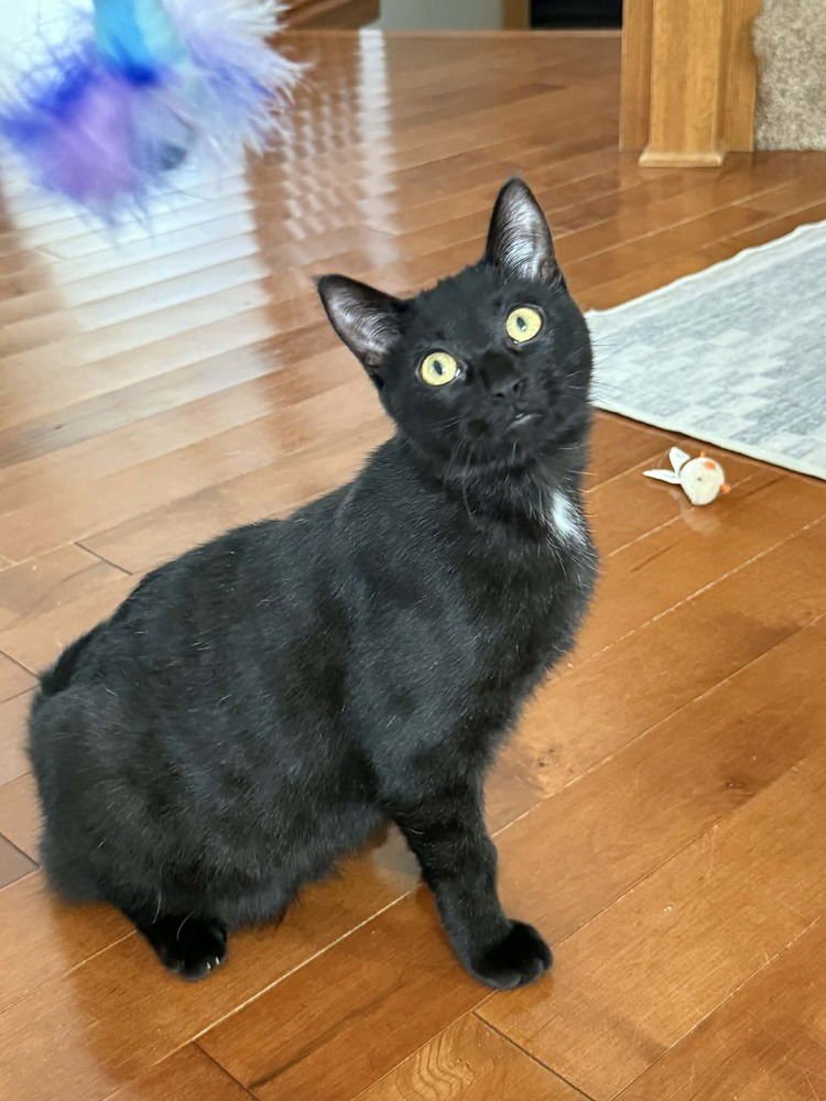 CHONDA - Domestic Short Hair available for adoption