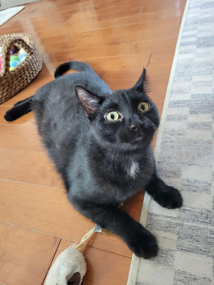 CHONDA - Domestic Short Hair available for adoption