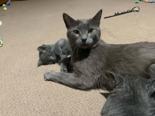 HUNTIX - Domestic Short Hair available for adoption