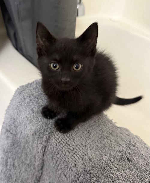 SCRAMBLE - Domestic Short Hair available for adoption