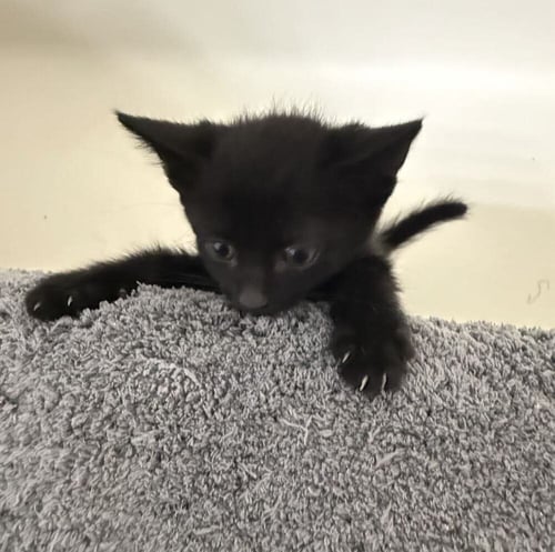 SCRAMBLE - Domestic Short Hair available for adoption