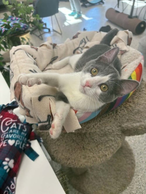 DARWIN - Domestic Short Hair available for adoption