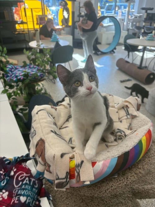 DARWIN - Domestic Short Hair available for adoption