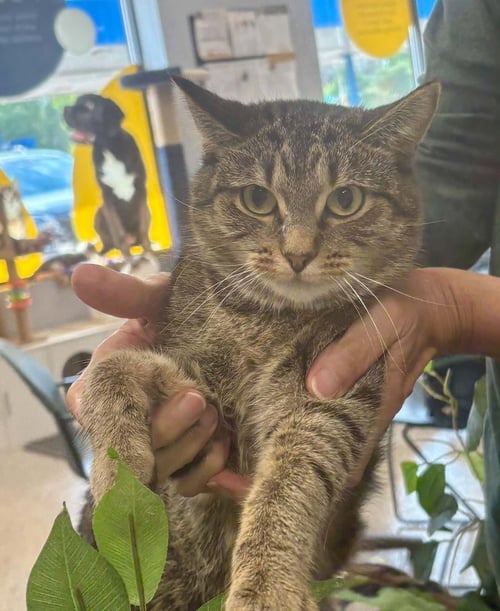 FOXTROT - Domestic Short Hair / Calico available for adoption