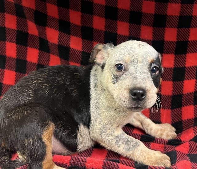 STETSON - Australian Cattle Dog/Blue Heeler available for adoption