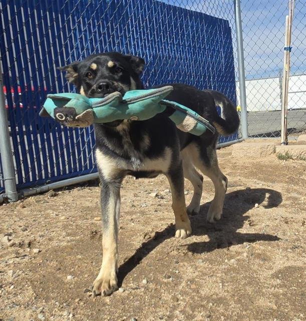 ZOEY - Siberian Husky available for adoption