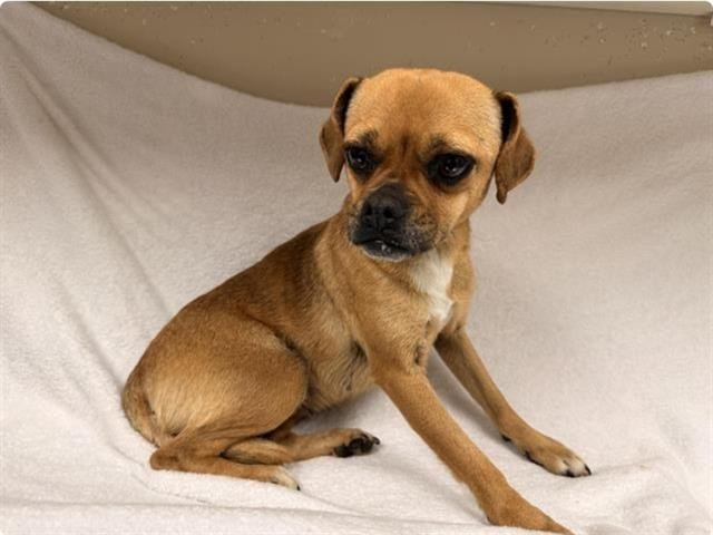 FIG - Pug / Chihuahua available for adoption