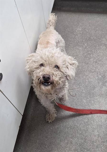 PARIS - Poodle (Miniature) available for adoption