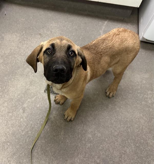 THOR - Mastiff available for adoption