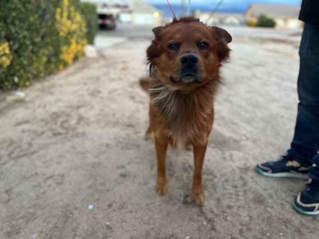 JACK - Chow Chow / Golden Retriever available for adoption