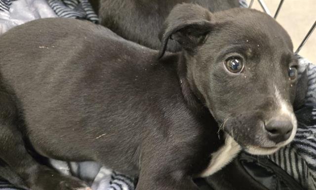 MARCO - Labrador Retriever available for adoption